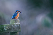 18th Feb 2017 - Male Kingfisher on a post(filler)