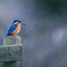 Male Kingfisher on a post(filler) by padlock