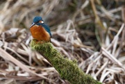 19th Feb 2017 - Male Kingfisher on a great looking stick(filler)