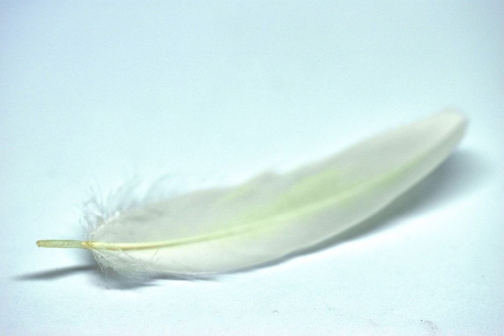 Feather by christophercox