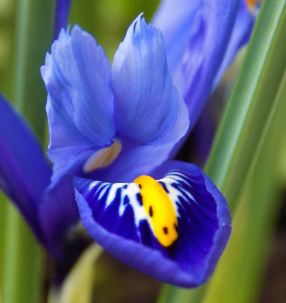 Miniature iris by flowerfairyann