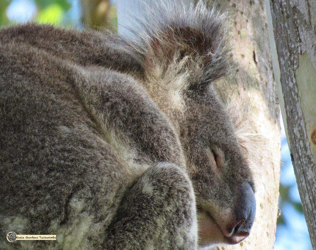 the art of sleeping by koalagardens