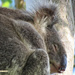 the art of sleeping by koalagardens