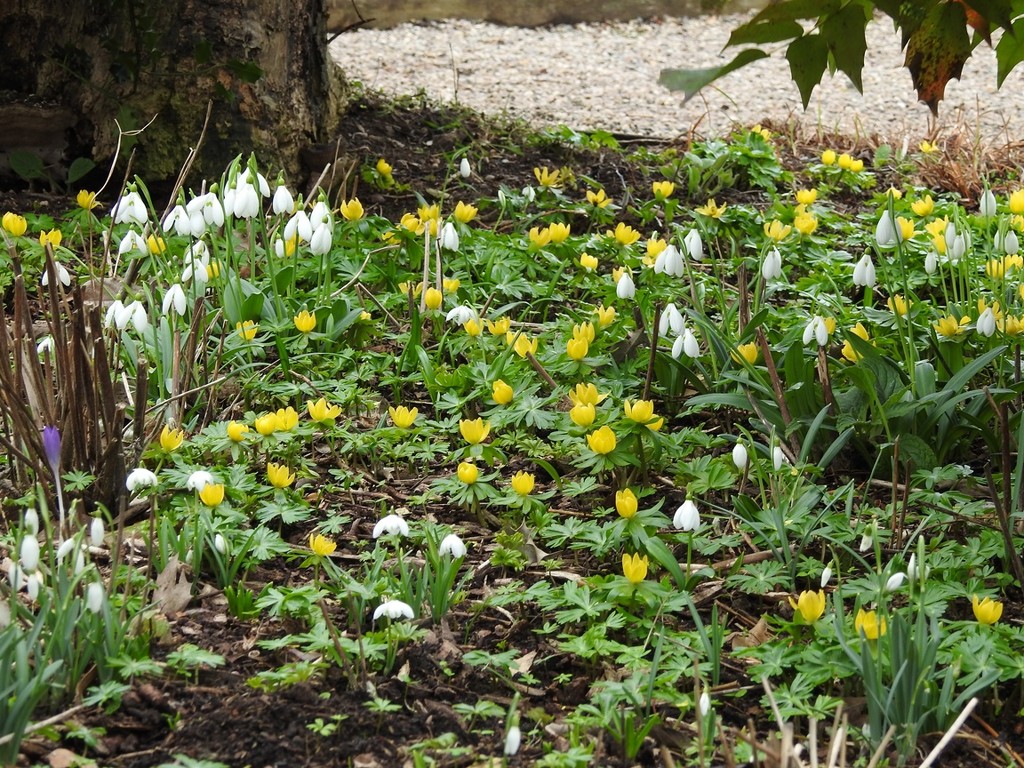 Snowdrops and Winter Aconites by roachling