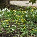Snowdrops and Winter Aconites by roachling