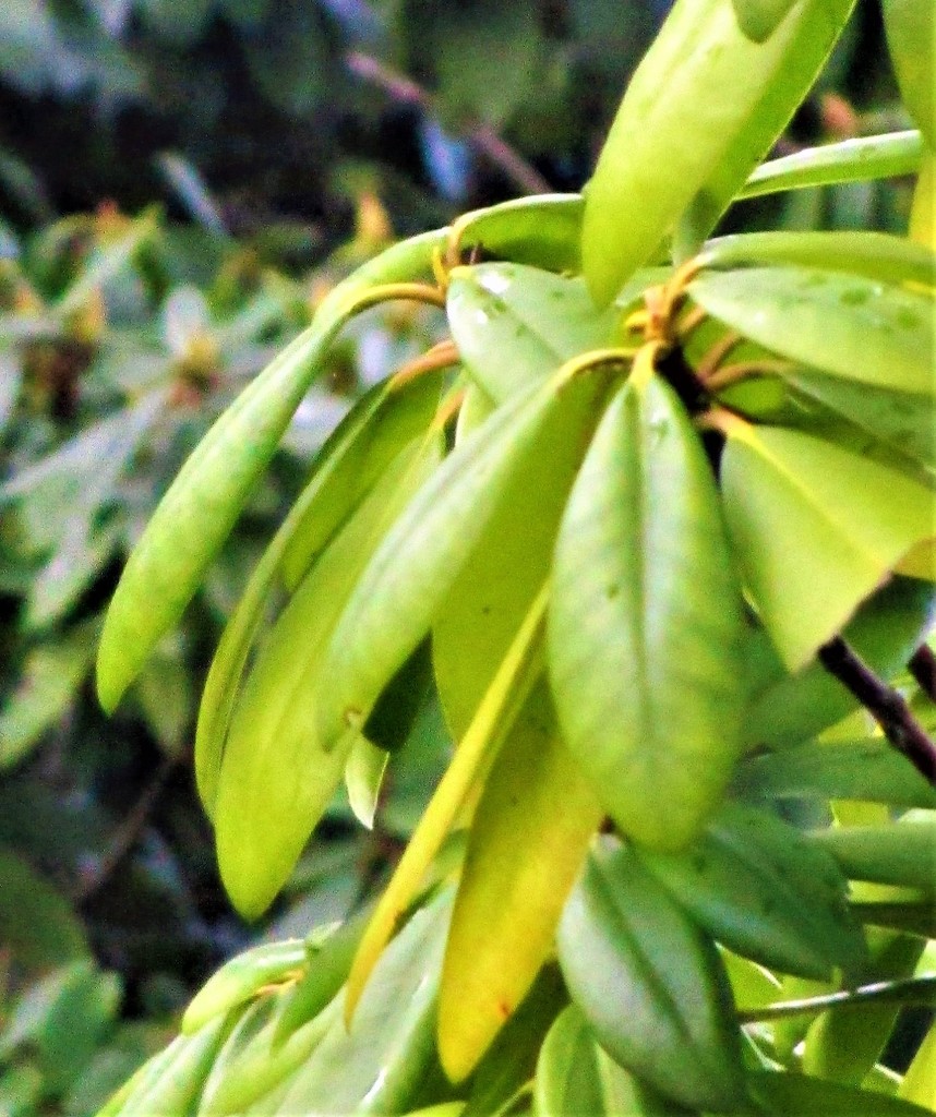 Monochrome - foliage by granagringa