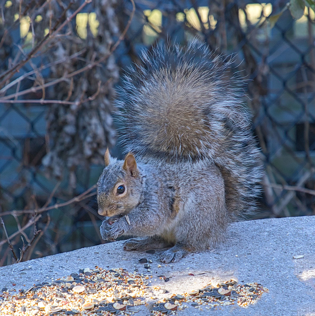 Grey Squirrel by gardencat
