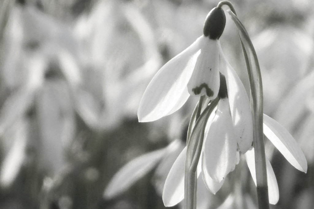 snowdrops by helenhall