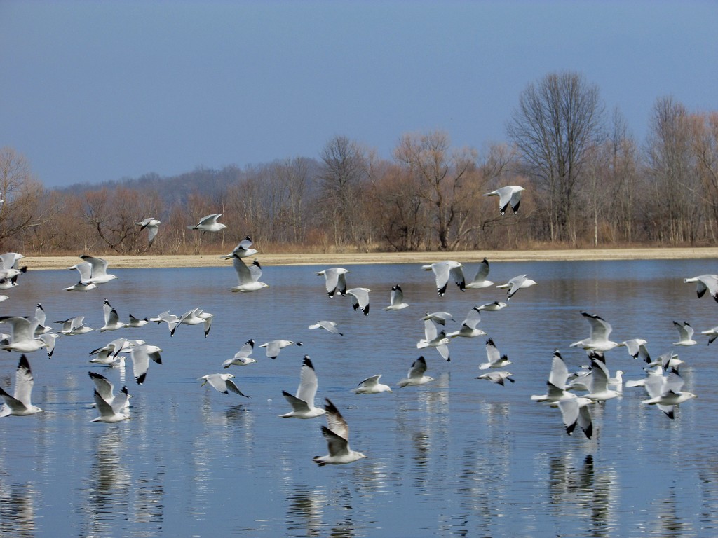 Seagulls in Indiana by tunia