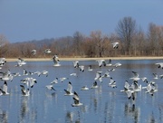 19th Feb 2017 - Seagulls in Indiana