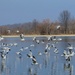Seagulls in Indiana by tunia