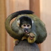 Sqirrrel Monkey  by bizziebeeme