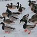Small slice of a Raft of Mallards living on a small open water patch of an artificial lake. They are being fed and happy for it. There were at least one hundred. by hellie