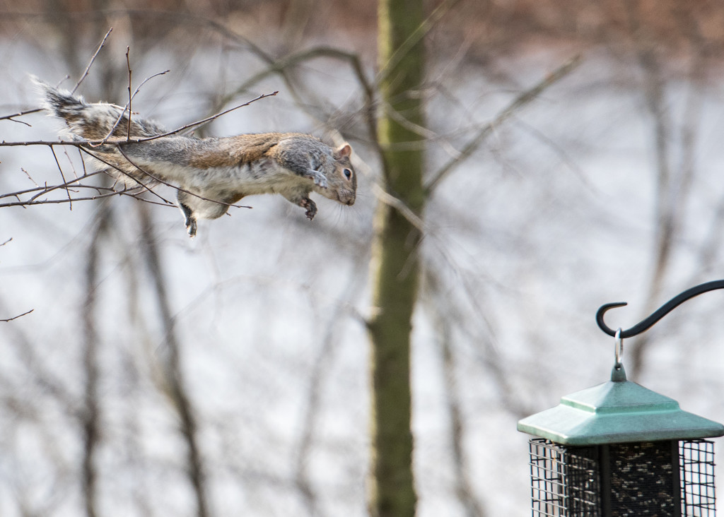 Rocky the Flying Squirrel   by dridsdale