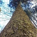 Big tree.  by cocobella