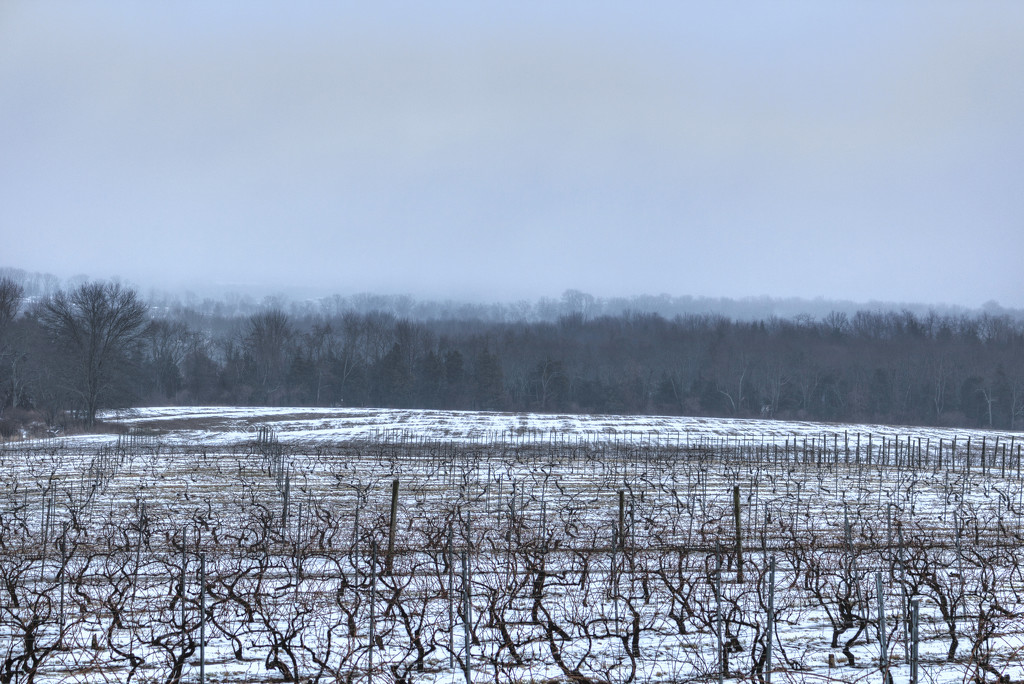 Grey Day At Old York Cellars by swchappell