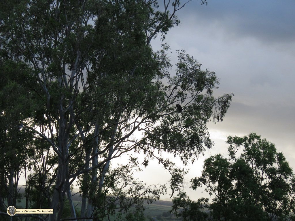 silhouette heaven by koalagardens