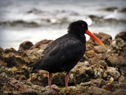 20th Feb 2017 - Oyster Catcher
