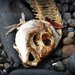 Fish skeleton by yorkshirekiwi