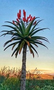 20th Feb 2017 - Aloe reaching for the sky whilst the sun is setting