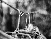 19th Feb 2017 - clothesline