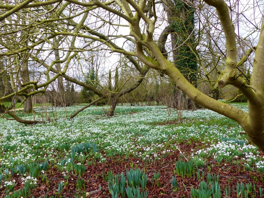 Carpet of Snowdrops by foxes37
