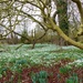 Carpet of Snowdrops by foxes37