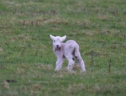 19th Feb 2017 - First Lamb