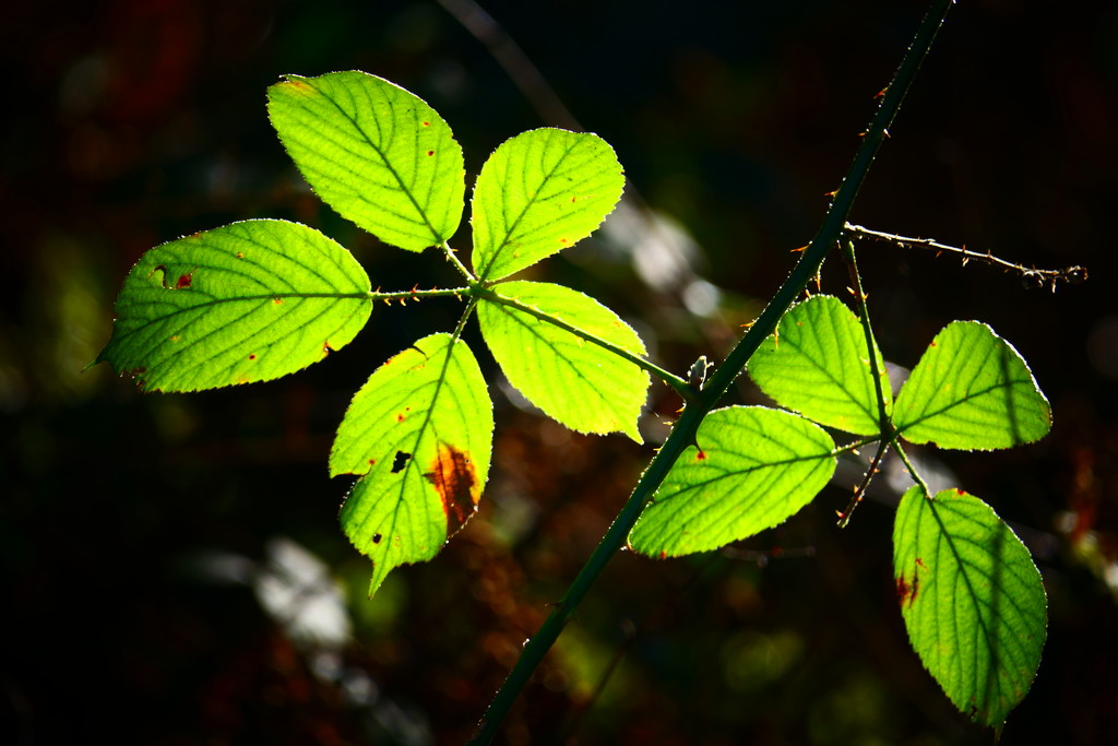 Backlit Bramble Leaves by carole_sandford