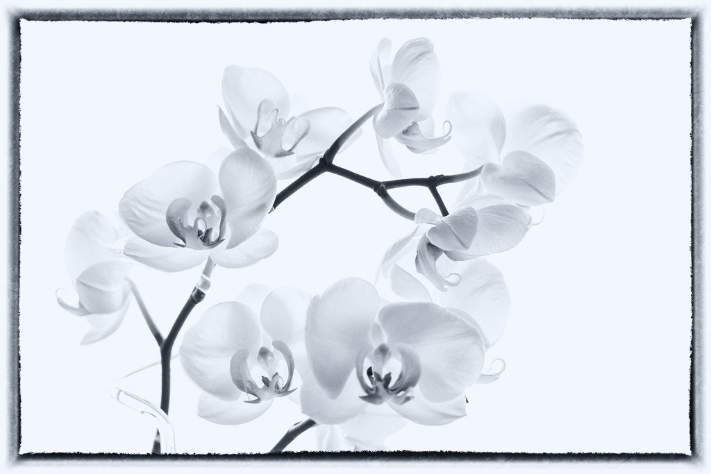 2017 02 20 - Orchids by pamknowler