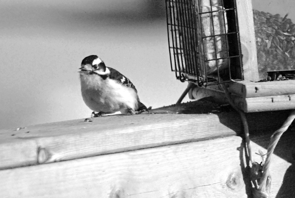 Downy Woodpecker in B&W by farmreporter