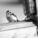 Downy Woodpecker in B&W by farmreporter