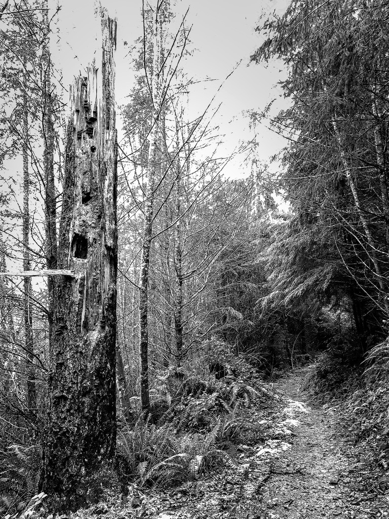 Snag On the Trail b and w  by jgpittenger
