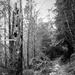 Snag On the Trail b and w  by jgpittenger