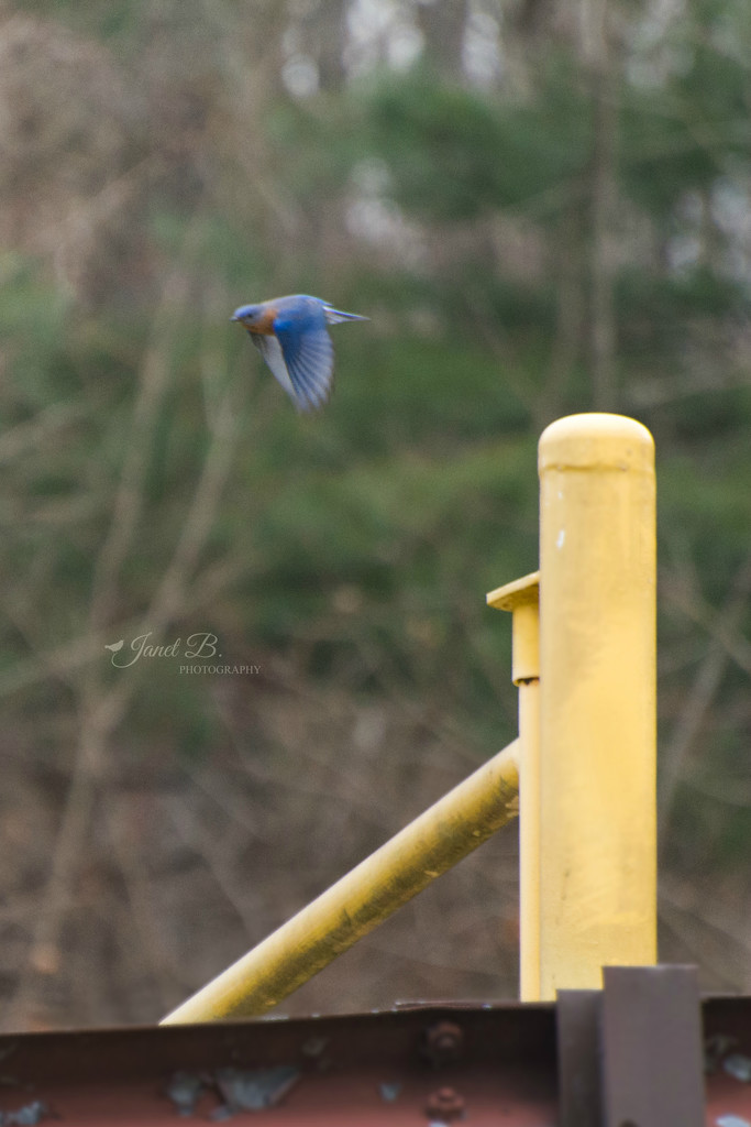 Bluebirds by janetb