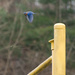 Bluebirds by janetb