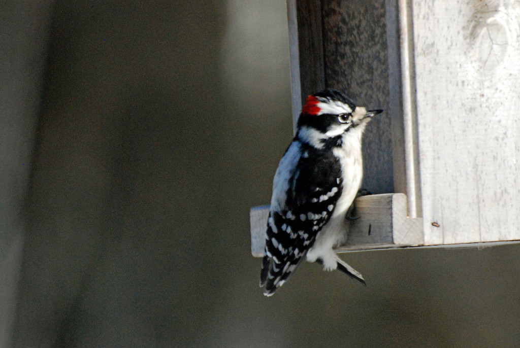 Little Downy Woodpecker by farmreporter