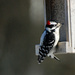 Little Downy Woodpecker by farmreporter