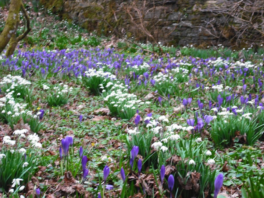 Crocuses and snowdrops at Cotehele by jennymdennis