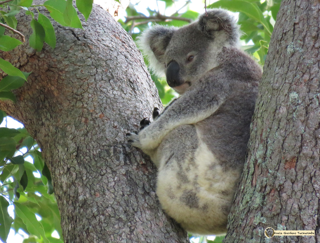 wedgewood by koalagardens