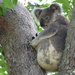 wedgewood by koalagardens