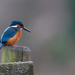New Male Kingfisher by padlock