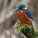New Male Kingfisher on a stick by padlock