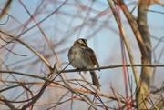 16th Feb 2017 - SparrowDay 47: Little Sparrow 