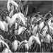 Monochrome Snowdrops by pcoulson