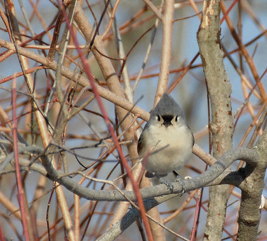 Day 48: Titmouse by jeanniec57