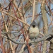 Day 48: Titmouse by jeanniec57