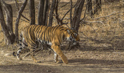 12th Feb 2017 - 036 - Bengal Tiger