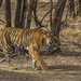 036 - Bengal Tiger by bob65