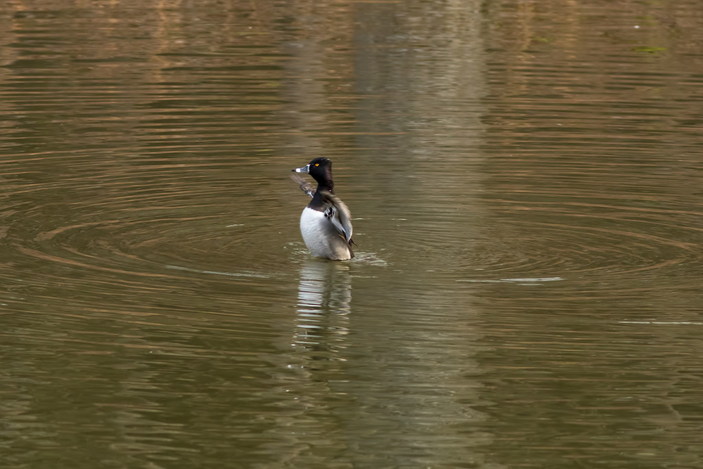 Ring-neck duck-LHG_1545 by rontu